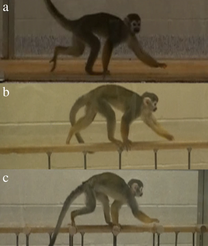 Squirrel monkey gait analysis