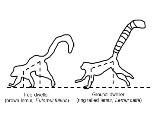 Lemur deceleration mechanics
